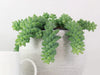 Burro’s Tail Turning Brown – Reasons and How to Fix it!