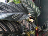 Common Pinstripe Calathea Problems | Causes and Solutions