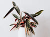 Calathea Triostar Care Guide: How to keep your Stromanthe thriving