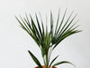 Fan Palm Care