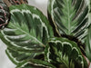 Common Calathea Medallion Problems | Causes and Solutions