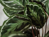 Growing a Calathea Medallion: A Comprehensive Care Guide