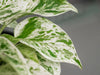 Common Marble Queen Pothos Problems | Causes and Solutions