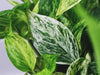 Common Snow Queen Pothos Problems And How To Fix Them