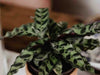 Common Rattlesnake Plant Problems | Causes and Solutions