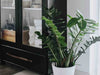Cleaning your Houseplant’s Leaves: The Ultimate Guide