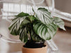 Common Calathea Orbifolia Problems | Causes and Solutions