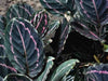 How to Care for a Calathea Dottie