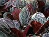Common Calathea Dottie Problems | Causes and Solutions