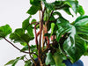 Common Philodendron Squamiferum Issues | Causes and Solutions