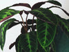 Common Calathea Jungle Velvet Problems | Causes and Solutions