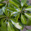 Schefflera Amate Umbrella Plant in 9.25 Inch Grower Pot