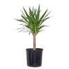 Yucca Cane Plant in 9.25 Inch Grower Pot