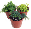 3 Club Moss Plants - Selaginella - Terrariums, Fairy Gardens - 2" Pots