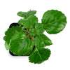 Plectranthus Australis Swedish Ivy Live Plant in Pot