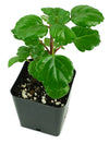 Plectranthus Australis Swedish Ivy Live Plant in Pot