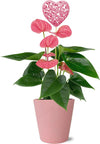 14-I8" Valentine'S Day Pink Anthurium Live Plant in 5" Pink Ceramic Pot with Pink Heart, House Plant