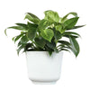 Philodendron Birkin Variegated Houseplant in 6 In. White Decorative Plant Pot Gift