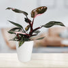Wild Interiors 8-14" Tall Pink Princess Philodendron Live Plant in 5" White Ceramic Pot, House Plant