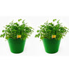 1.5 Qt. Herb Plant Cilantro in 6 In. Deco Pot (2-Plants)