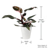 Wild Interiors 8-14" Tall Pink Princess Philodendron Live Plant in 5" White Ceramic Pot, House Plant