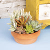 Live Succulent Garden Plant Gift, Drought Tolerant Succulents in 5" Clay Pot