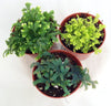 3 Club Moss Plants - Selaginella - Terrariums, Fairy Gardens - 2" Pots