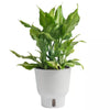 Trending Tropical Spathonema Aglaonema Indoor Plant in 6 In. Self-Watering Pot
