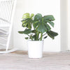 Swiss Cheese Plant Monstera Deliciosa Plant 24. in to 34 In. Tall in 10 In. White Decor Pot