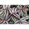 Wandering Jew Plant Hanging Basket - Live Plant in a 4 In. Hanging Pot - Tradescantia - Beautiful Clean Air
