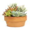 Live Succulent Garden Plant Gift, Drought Tolerant Succulents in 5" Clay Pot
