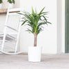Yucca Cane Plant in 9.25 Inch Grower Pot