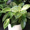 Philodendron Birkin Variegated Houseplant in 6 In. White Decorative Plant Pot Gift