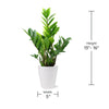 Wild Interiors 13-16" Zamioculcas ZZ Live Plant in 5" White Ceramic Pot, House Plant