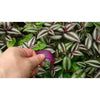 Wandering Jew Plant Hanging Basket - Live Plant in a 4 In. Hanging Pot - Tradescantia - Beautiful Clean Air