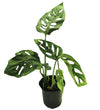 Swiss Cheese Plant - Monstera Adansonii - 4" Pot