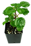 Plectranthus Australis Swedish Ivy Live Plant in Pot