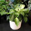 Philodendron Birkin Variegated Houseplant in 6 In. White Decorative Plant Pot Gift