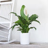 Peace Lily Spathiphyllum Sympathy Live Plant in 9.25 Inch Grower Pot