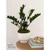Zz Plant Live Indoor Plant in Growers Pot Average Shipping Height 1-2 Ft. Tall