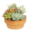 Live Succulent Garden Plant Gift, Drought Tolerant Succulents in 5" Clay Pot