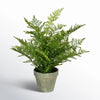 19'' Faux Fern Plant in Pot
