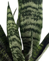 Zeylanica Snake Plant - 2 Pack 2" Pots - Sansevieria
