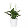 14 In. to 16 In. Tall Peace Lily Plant Spathiphyllum in 6 In. White Decor Pot