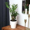 Wild Interiors 13-16" Zamioculcas ZZ Live Plant in 5" White Ceramic Pot, House Plant