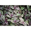 Wandering Jew Plant Hanging Basket - Live Plant in a 4 In. Hanging Pot - Tradescantia - Beautiful Clean Air